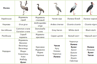Чапля і журавель: різниця між двома птахами, яку варто знати