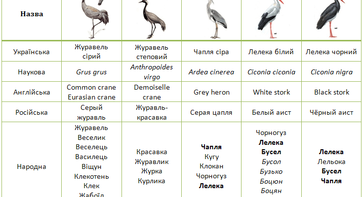 Чапля і журавель: різниця між двома птахами, яку варто знати