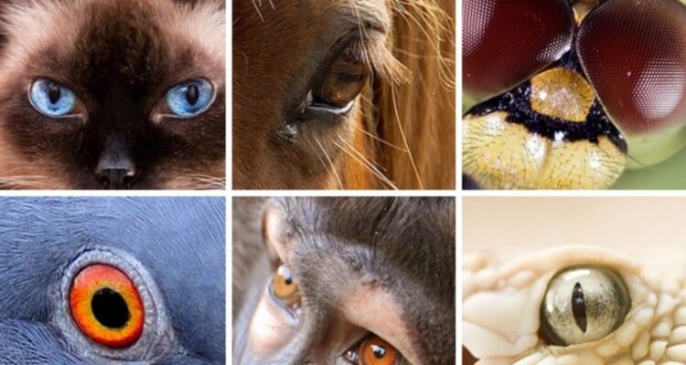 Як бачать тварини: Вражаючі факти та наукові дослідження зору