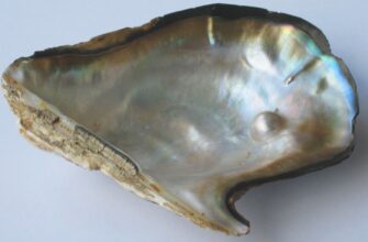 Як утворюються перлини у молюсків: природний процес створення краси