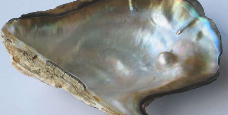 Як утворюються перлини у молюсків: природний процес створення краси