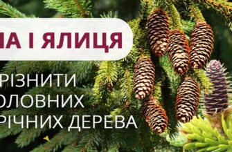 Відмінності між ялинкою і ялицею: як розпізнати різницю?
