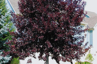 Розмноження червоної черемхи: основні методи і поради садівникам