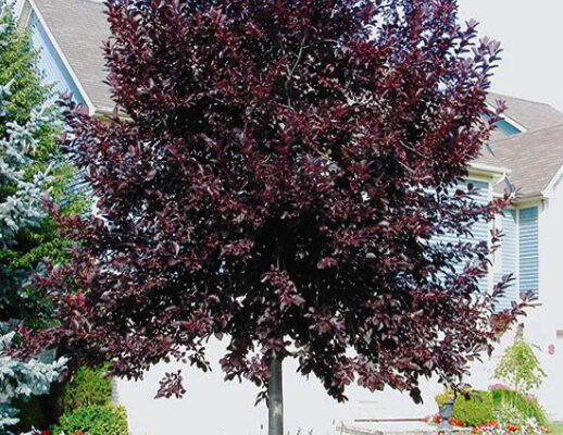 Розмноження червоної черемхи: основні методи і поради садівникам