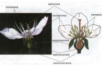 Чому тичинок більше, ніж маточок: наукове пояснення феномену
