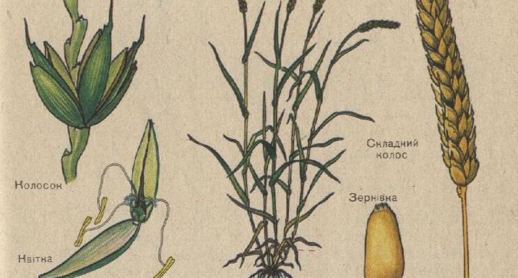 Спільні ознаки представників родини Злаки: аналіз та характеристика