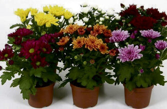 Заголовок: Як обрати хризантеми за особистістю: кому які квіти до вподоби?