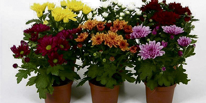 Заголовок: Як обрати хризантеми за особистістю: кому які квіти до вподоби?