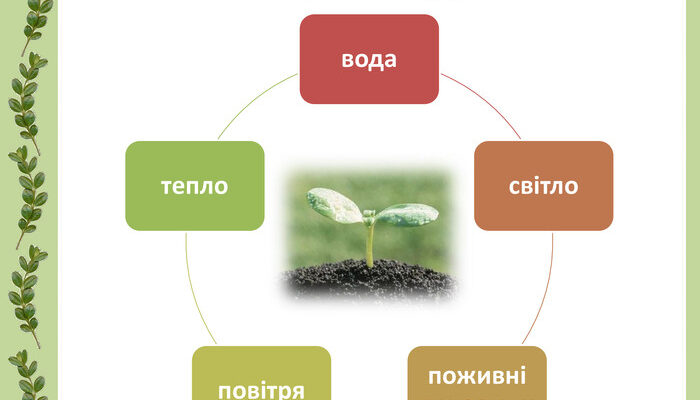 Що потрібно всім рослинам для здорового росту: основні поради догляду
