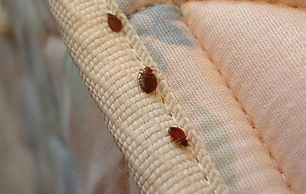 Що їдять клопи: Раціон без крові у разі її відсутності