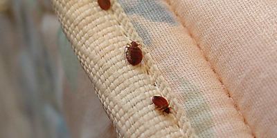 Чому так багато клопів: основні причини їх розповсюдження