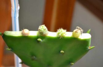 Як правильно відрізати частину кактуса: поради для догляду за рослиною