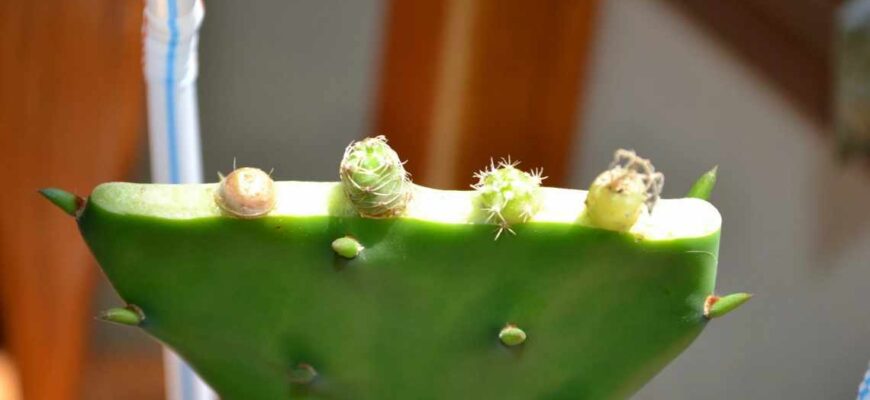 Як правильно відрізати частину кактуса: поради для догляду за рослиною