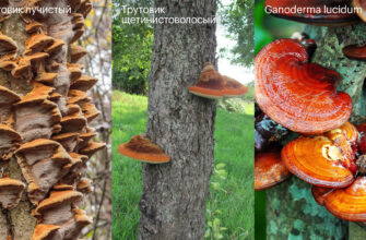 Чи безпечно вживати напій з трутовика: користь і ризики гриба