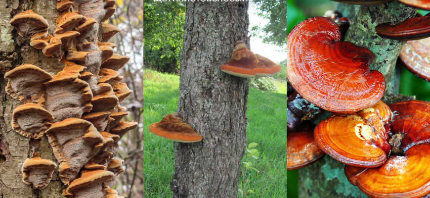 Чи безпечно вживати напій з трутовика: користь і ризики гриба