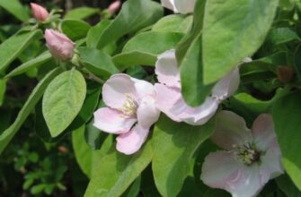 В якому місяці цвіте айва: оптимальний час для спостереження квітів