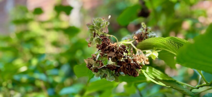Причини коричневого листя у гортензій: як запобігти проблемі