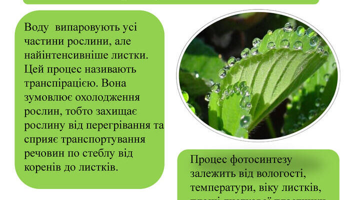 Фактори, що впливають на процес випаровування води через листя рослин