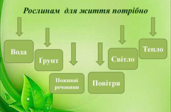 Необхідні речовини для життєдіяльності рослин: повний перелік