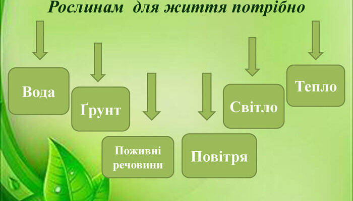 Необхідні речовини для росту рослин: що потрібне для здоров’я зелені