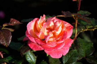 Значення червоних троянд уві сні: що символізують ваші видіння?