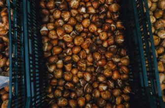 Оптимальні способи зберігання цибулин тюльпанів вдома в зимовий період