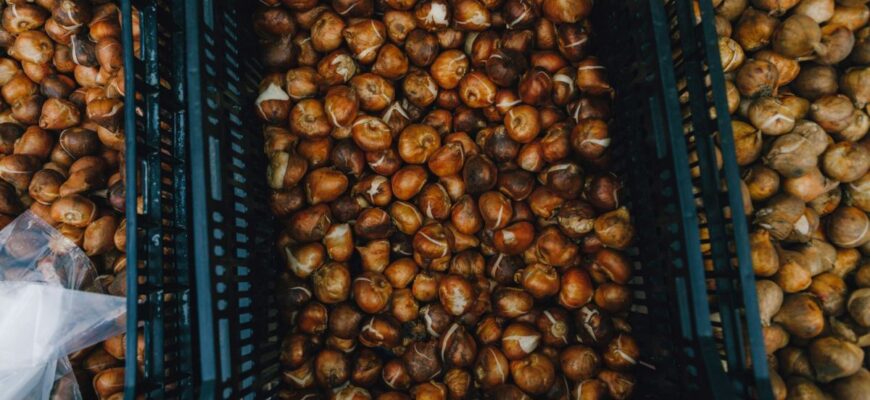 Оптимальні способи зберігання цибулин тюльпанів вдома в зимовий період