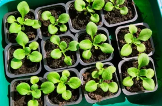 Чому розсада в’яне: основні причини та ефективні рішення