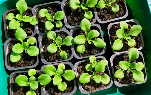 Чому розсада в’яне: основні причини та ефективні рішення