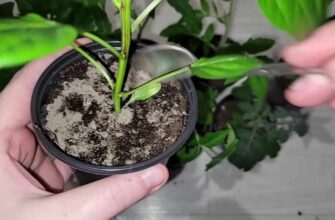 Ефективність поливу епіном: Навіщо та як правильно застосовувати?