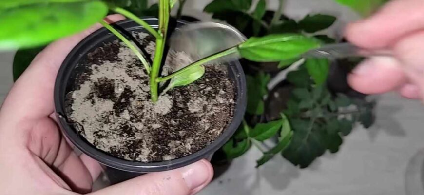 Ефективність поливу епіном: Навіщо та як правильно застосовувати?