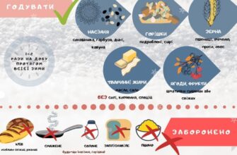 Що не можна класти птахам у годівницю: небезпечні продукти для птахів