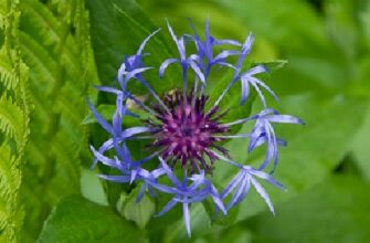 Рослини і тварини: перелік видів у Червоній книзі України 2023