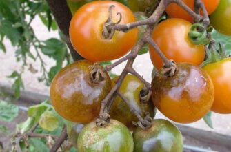Коли бризкати помідори від туману: найкращі поради та рекомендації