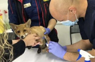 Що найбільше полюбляють лисиці: харчові та поведінкові вподобання