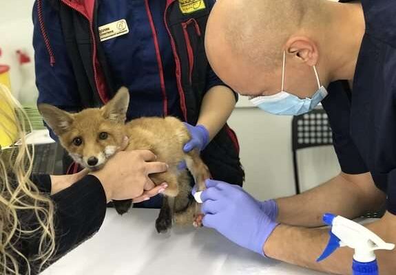 Що найбільше полюбляють лисиці: харчові та поведінкові вподобання