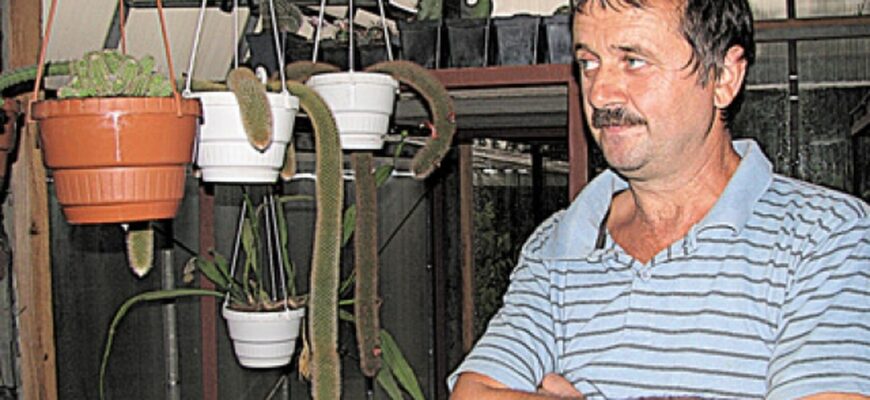 Які мінусові температури витримують кактуси: секрети стійкості рослин