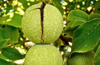 Прикмети: Чому не варто садити горіх біля вашого будинку?