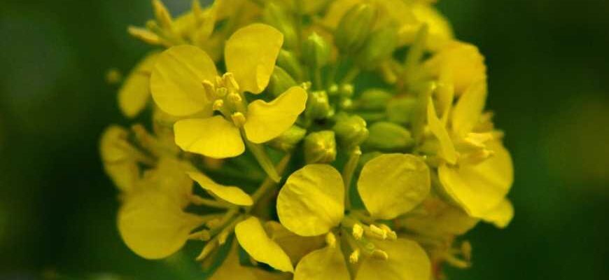 Чому гірчиця не гірка: секрети смаку та технології обробки