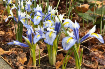 Де найкраще посадити карликові іриси: корисні поради та місця