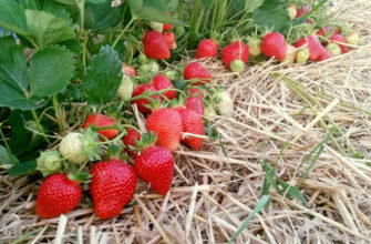Чи безпечно закривати полуницю соломою: переваги та недоліки методу