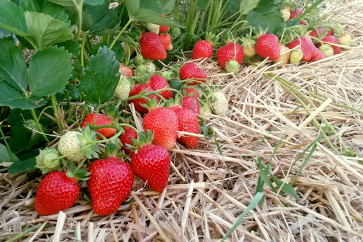 Чи безпечно закривати полуницю соломою: переваги та недоліки методу