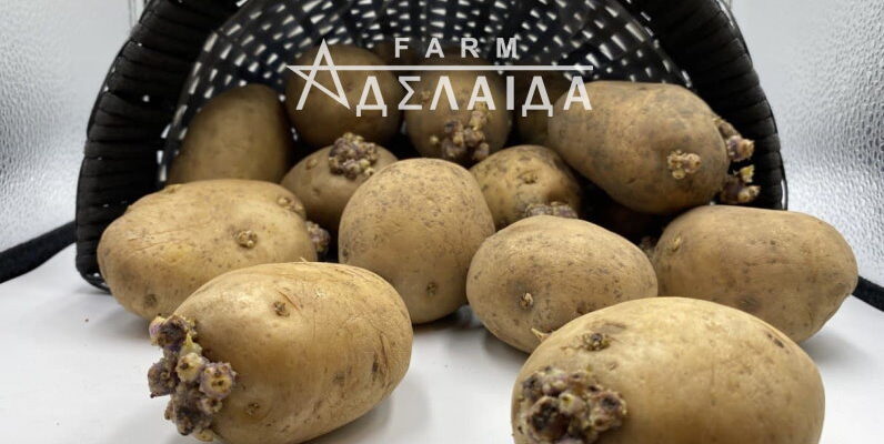 Якою має бути якісна насіннєва картопля: основні критерії вибору