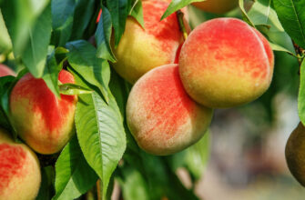 Догляд за персиком після посадки: головні поради і рекомендації