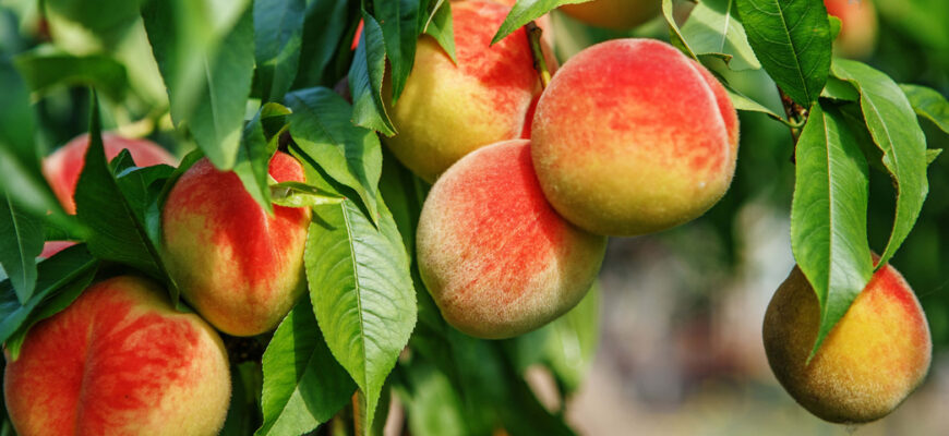 Догляд за персиком після посадки: головні поради і рекомендації