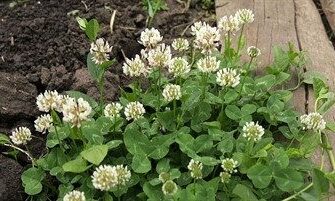 Оптимальні терміни для посіву конюшини у відкритий ґрунт: поради експертів