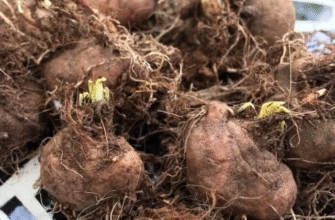 Посадка бульб ліатрису: поради та рекомендації для успішного росту