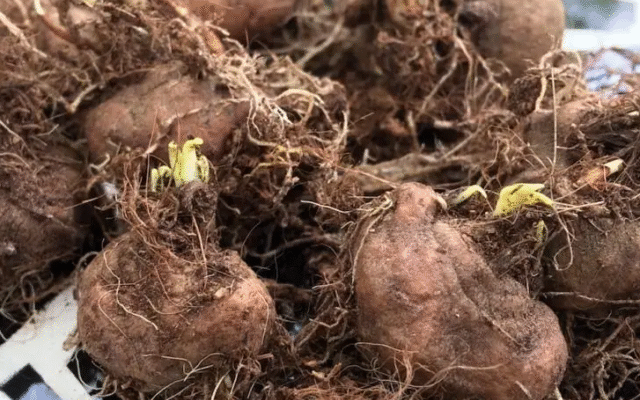 Посадка бульб ліатрису: поради та рекомендації для успішного росту