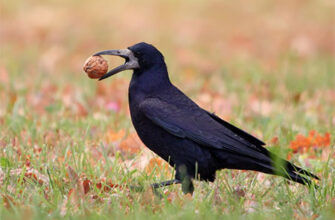 Які птахи споживають горіхи: перелік видів та їх харчові звички