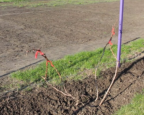 Чи варто вкривати виноград на зиму Спанбондом: поради та рекомендації